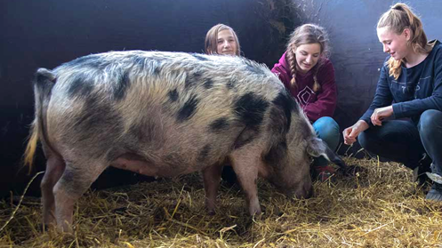 Ferienhof Reigardt. Das Bild zeigt 3 junge Urlaubsgäste mit einem Schwein. Foto: Sandra Sielaff